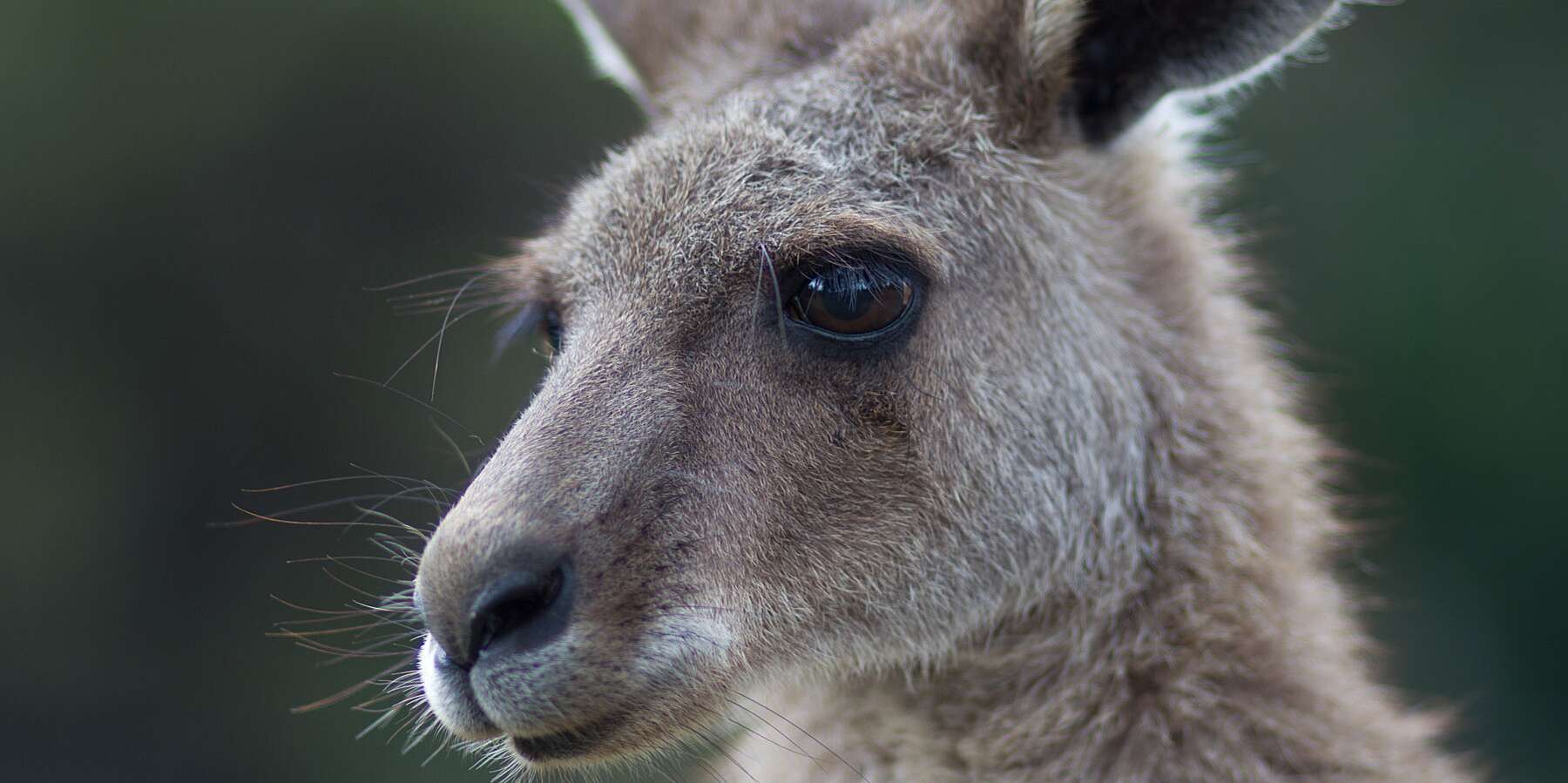 Detail Picture Of Kangaroo Nomer 55