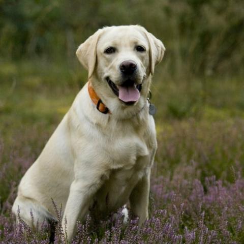 Picture Of Lab Dog - KibrisPDR