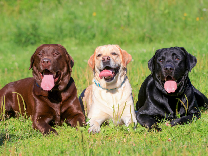 Detail Picture Of Labrador Retriever Nomer 12