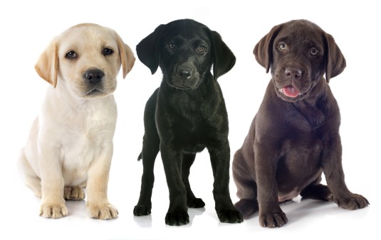 Detail Picture Of Labrador Retriever Nomer 22