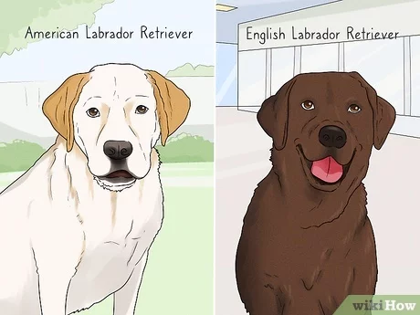 Detail Picture Of Labrador Retriever Nomer 44