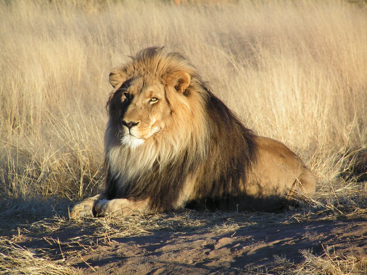 Picture Of Lion - KibrisPDR