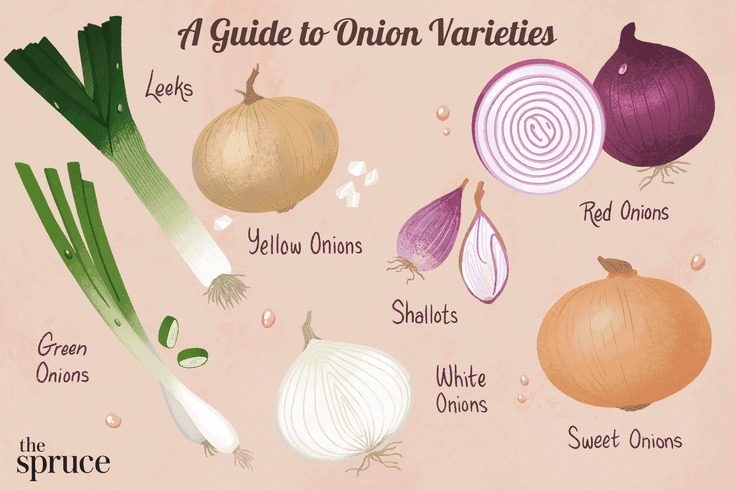 Detail Picture Of Onion Nomer 12