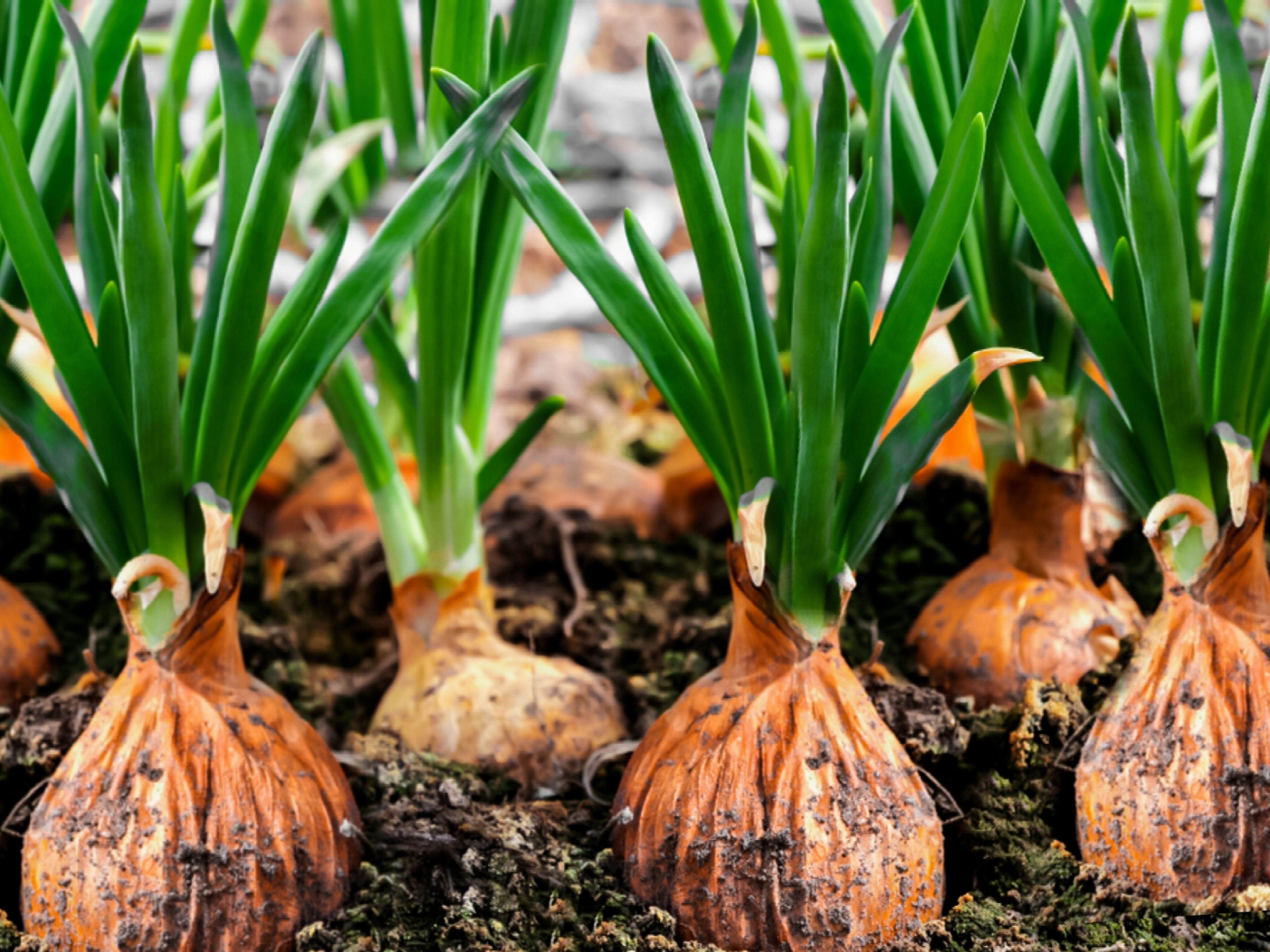 Detail Picture Of Onion Nomer 16