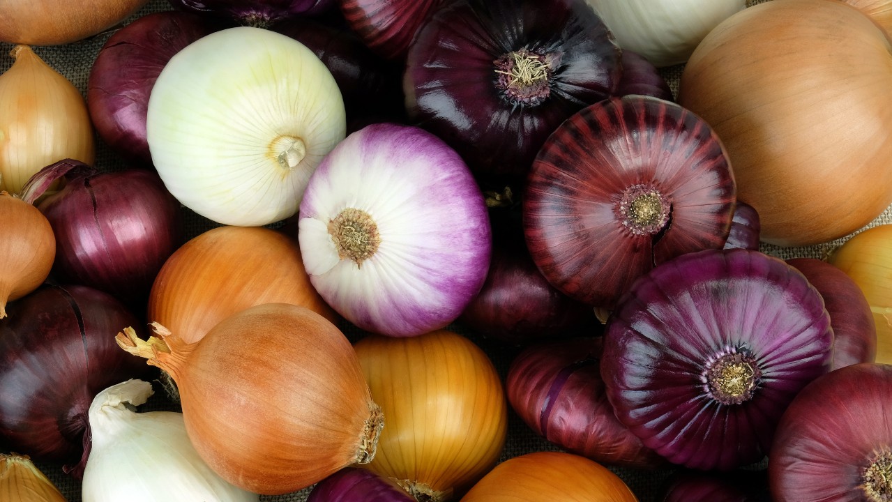 Detail Picture Of Onion Nomer 22