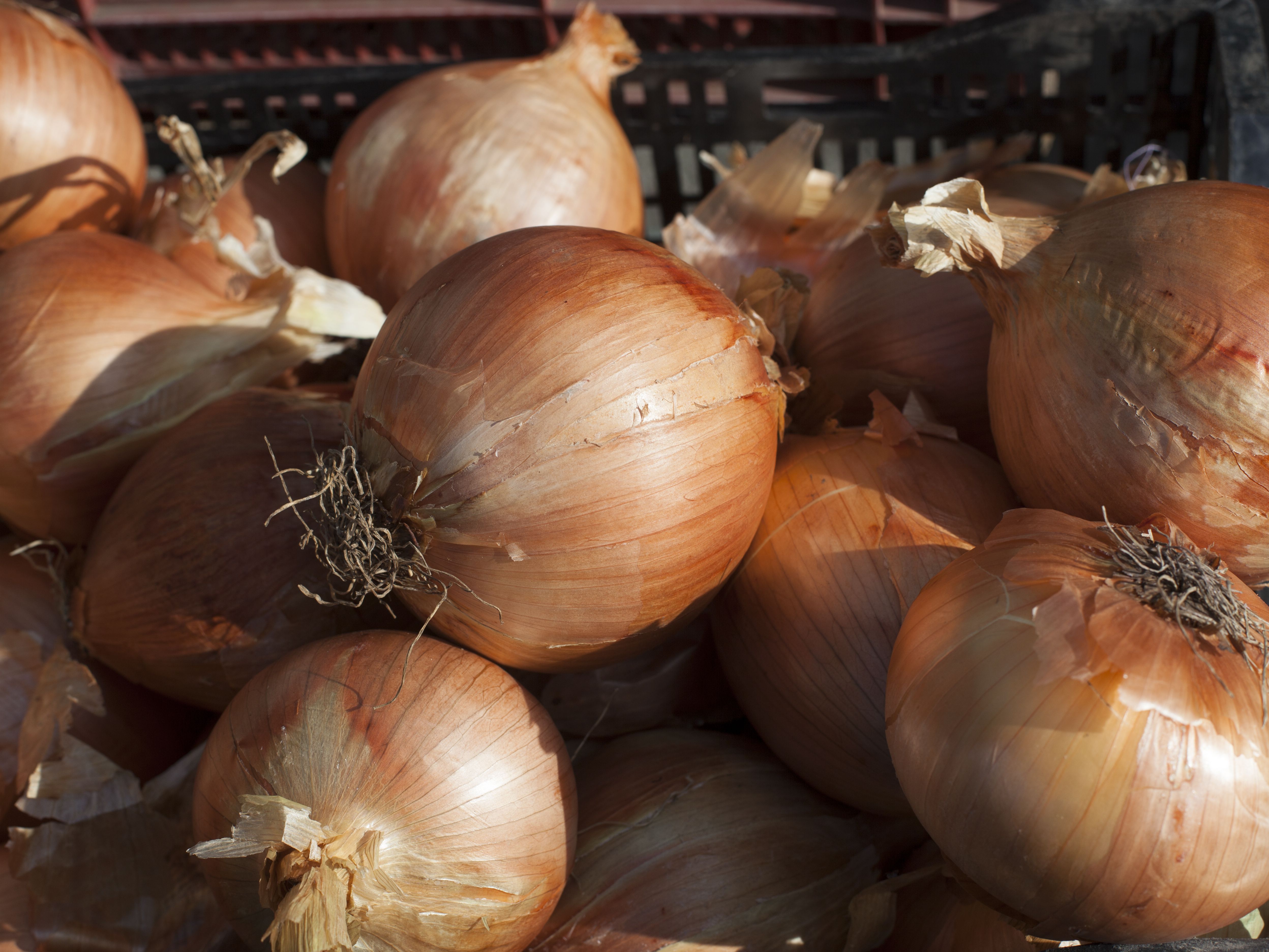 Detail Picture Of Onion Nomer 31