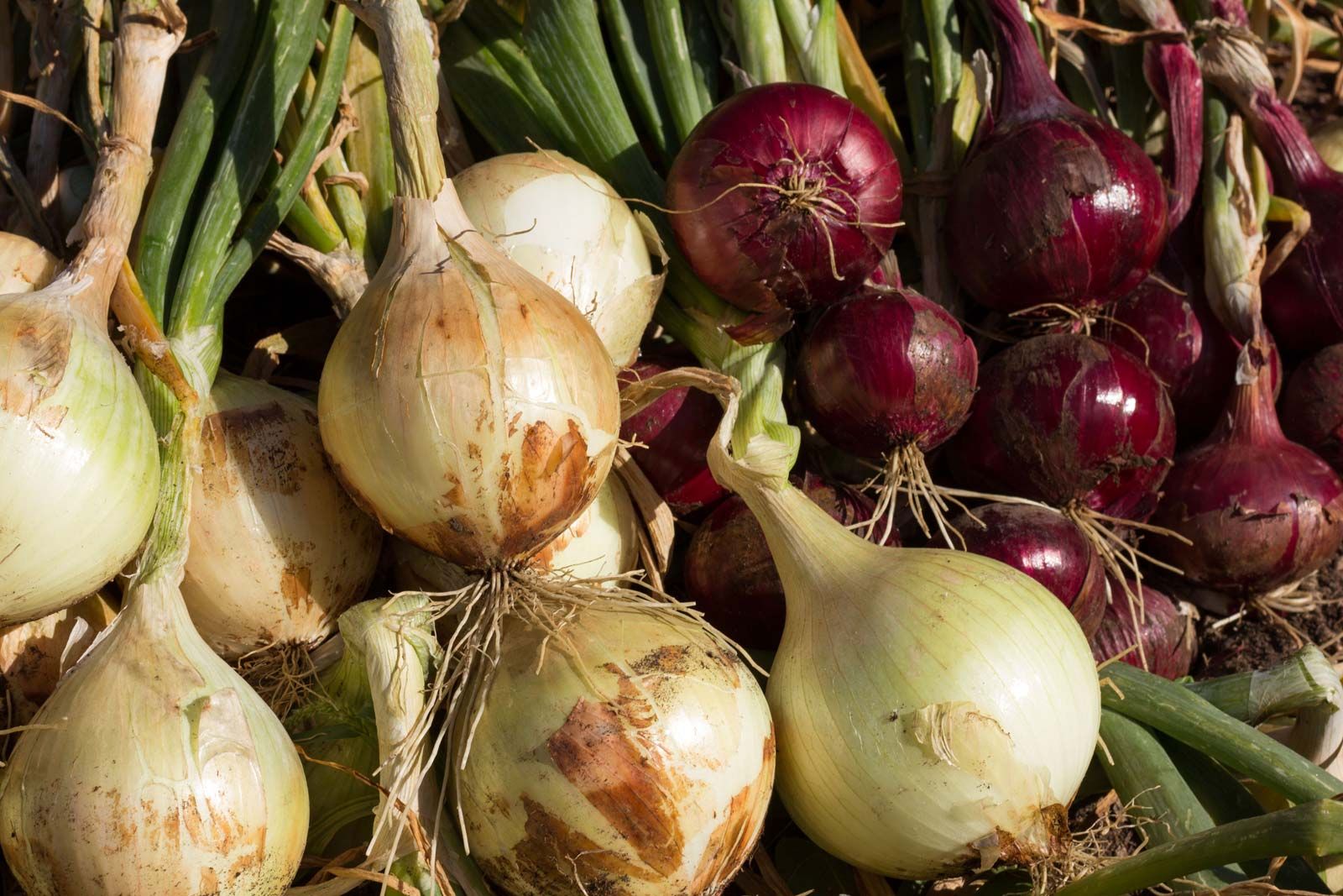 Detail Picture Of Onion Nomer 51