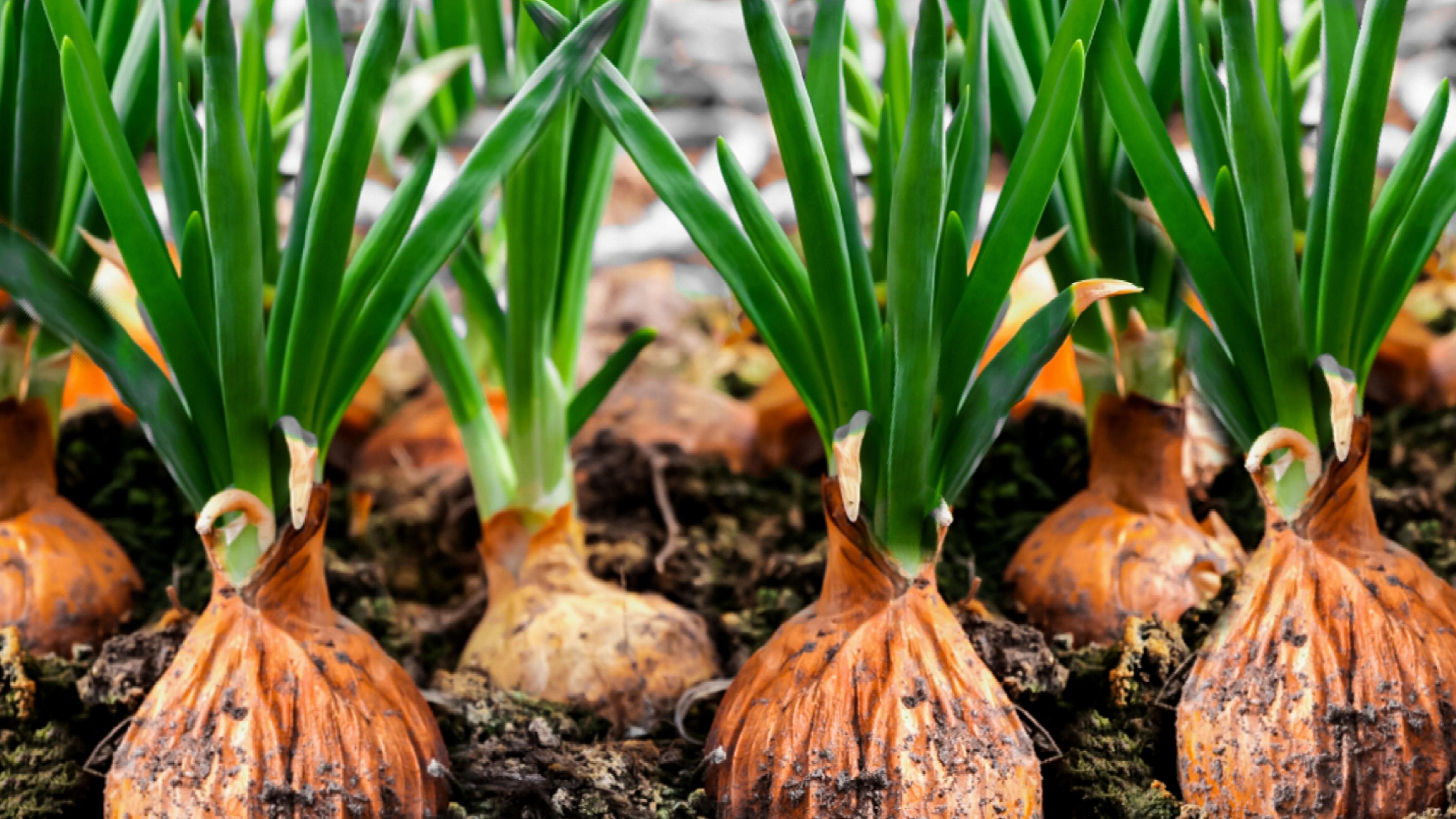 Picture Of Onion Plant - KibrisPDR