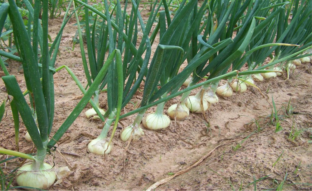 Detail Picture Of Onion Plant Nomer 14