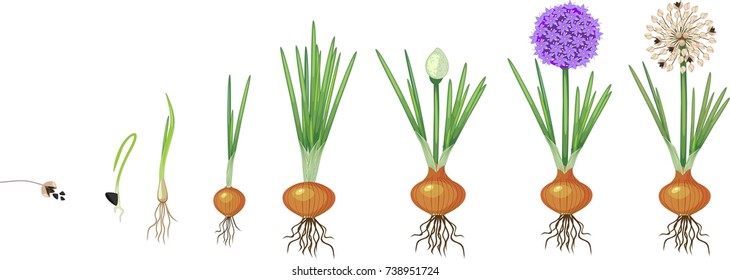 Detail Picture Of Onion Plant Nomer 20