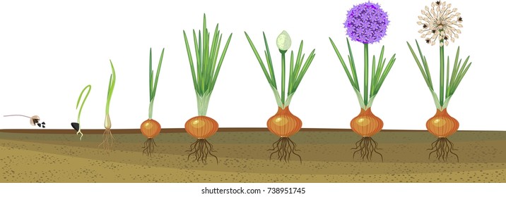 Detail Picture Of Onion Plant Nomer 22