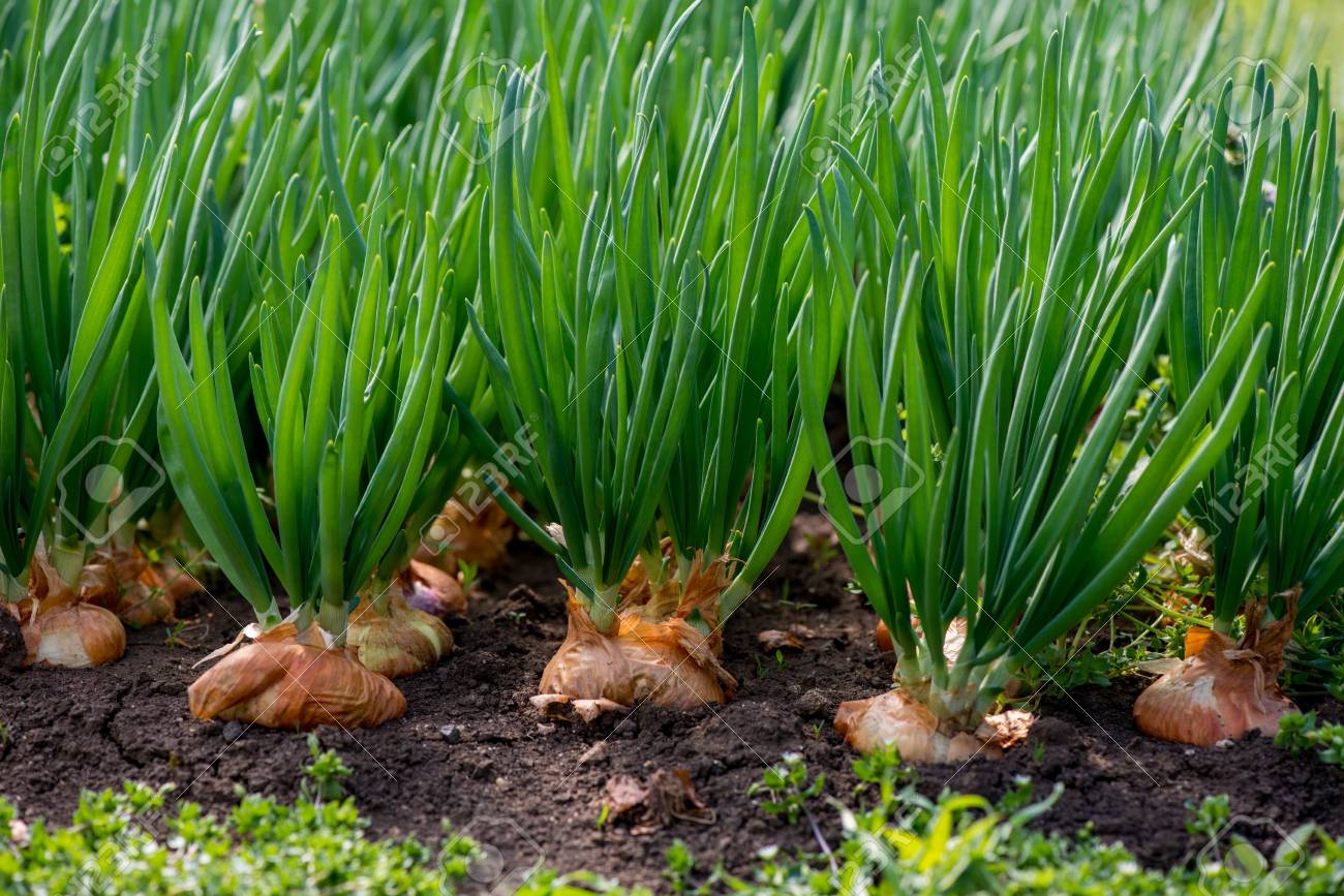 Detail Picture Of Onion Plant Nomer 27