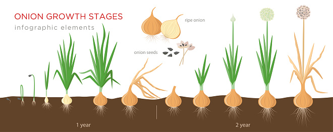 Detail Picture Of Onion Plant Nomer 29