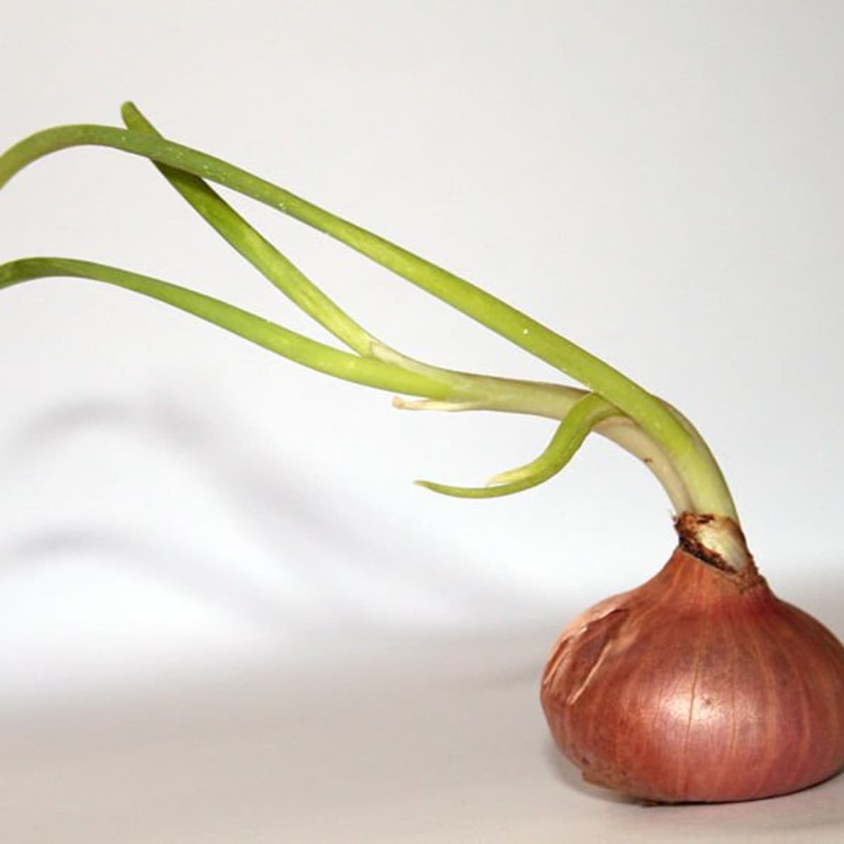 Detail Picture Of Onion Plant Nomer 31