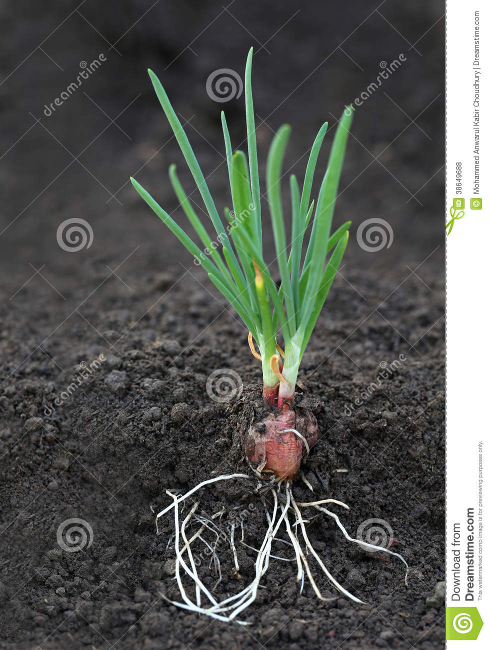 Detail Picture Of Onion Plant Nomer 4