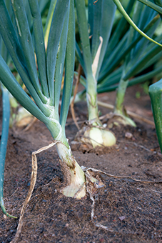 Detail Picture Of Onion Plant Nomer 41