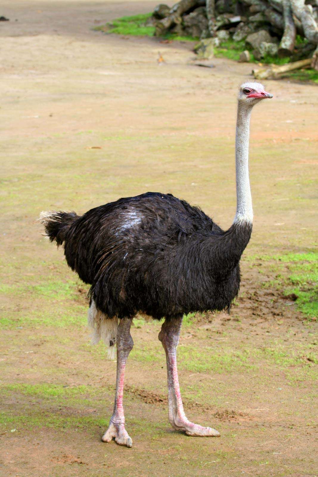 Picture Of Ostrich Bird - KibrisPDR