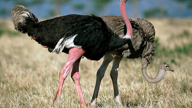 Detail Picture Of Ostrich Bird Nomer 12