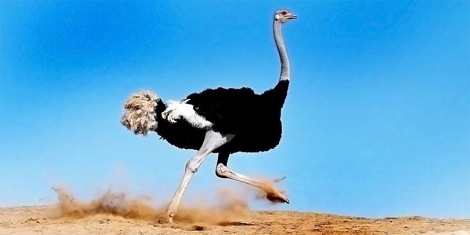 Detail Picture Of Ostrich Bird Nomer 16