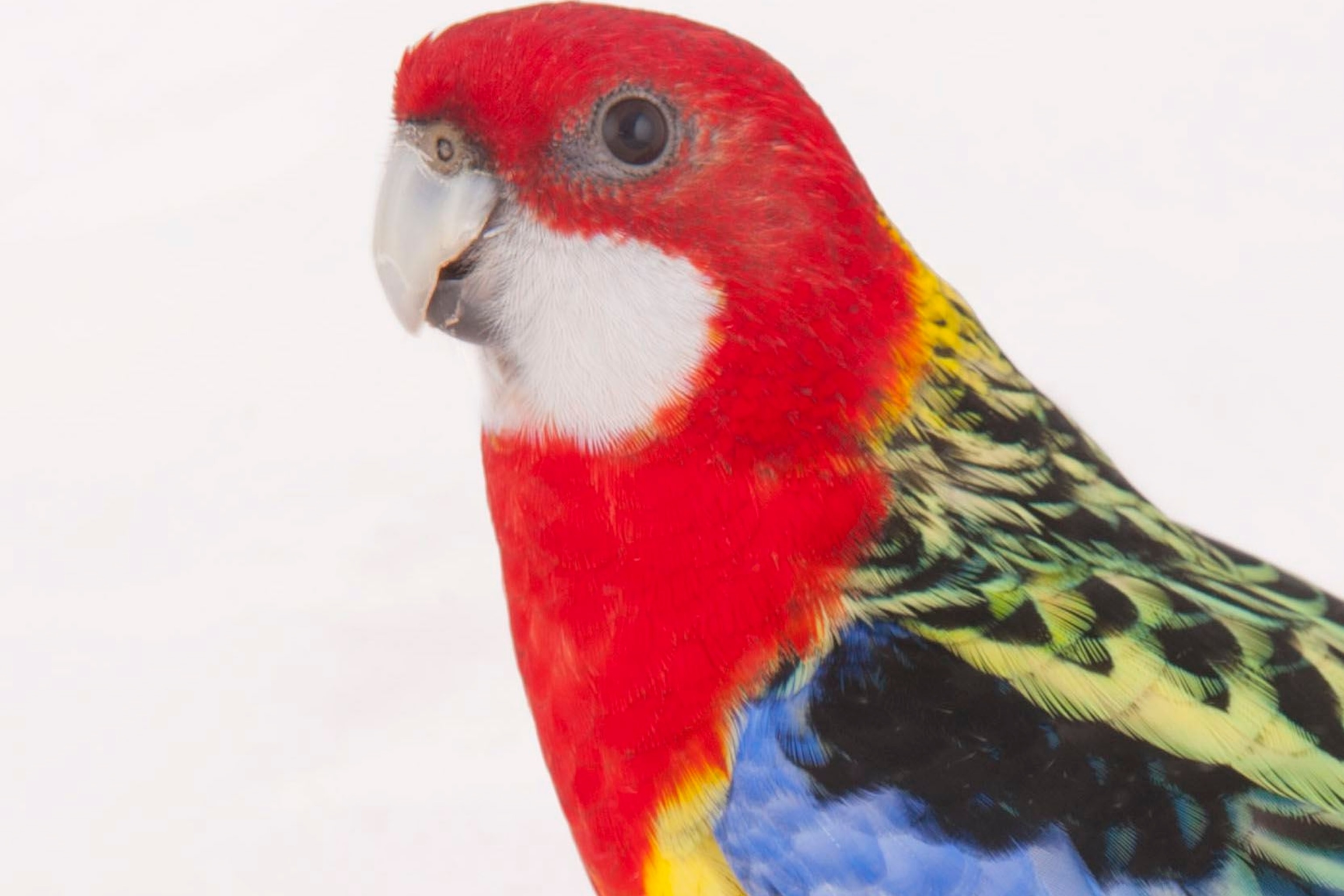 Download Picture Of Parrot Bird Nomer 16