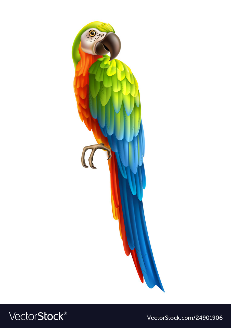 Detail Picture Of Parrot Bird Nomer 9