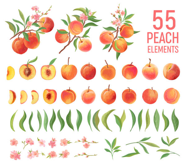 Detail Picture Of Peach Fruit Nomer 49