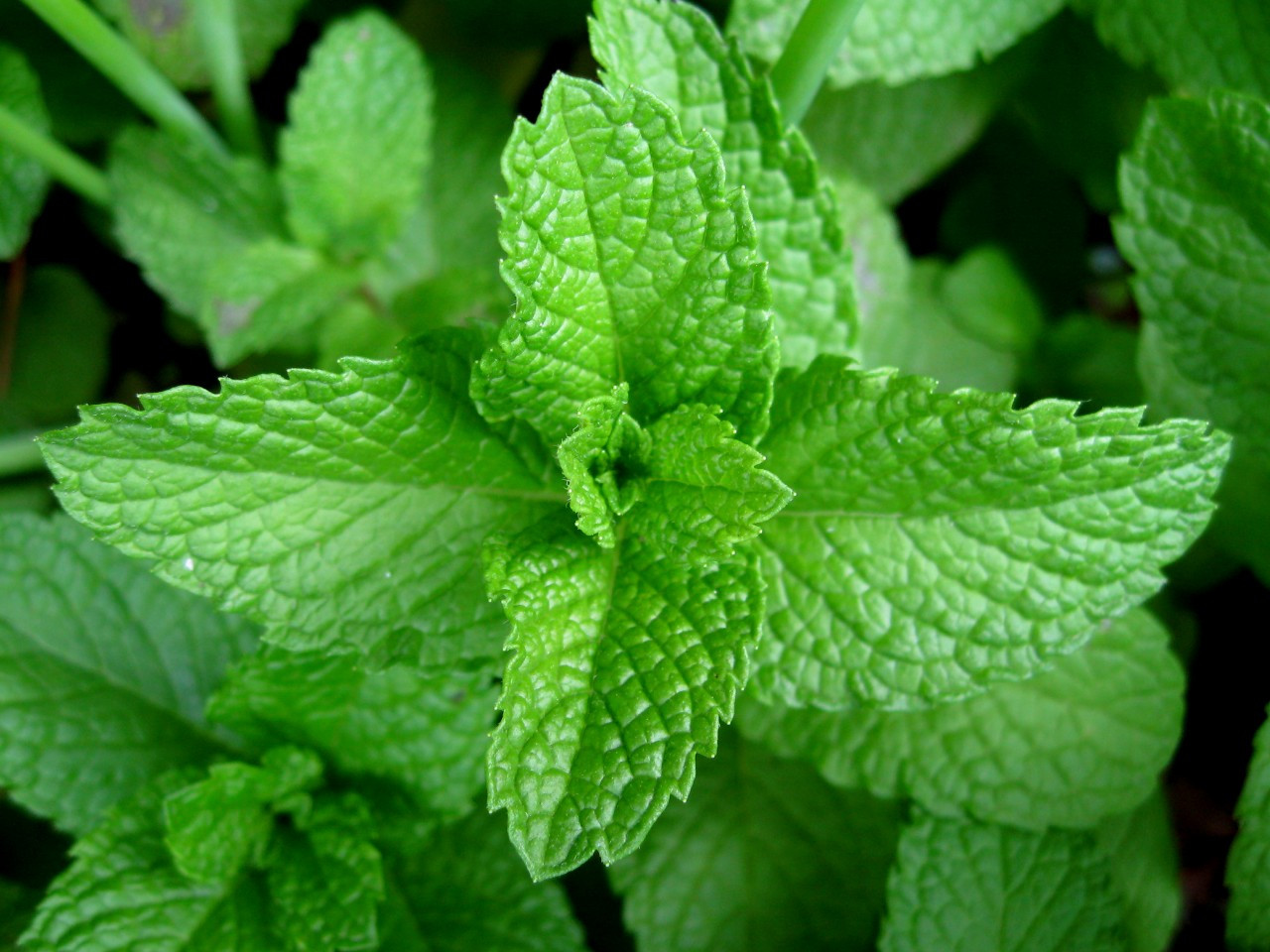 Picture Of Peppermint Leaf - KibrisPDR