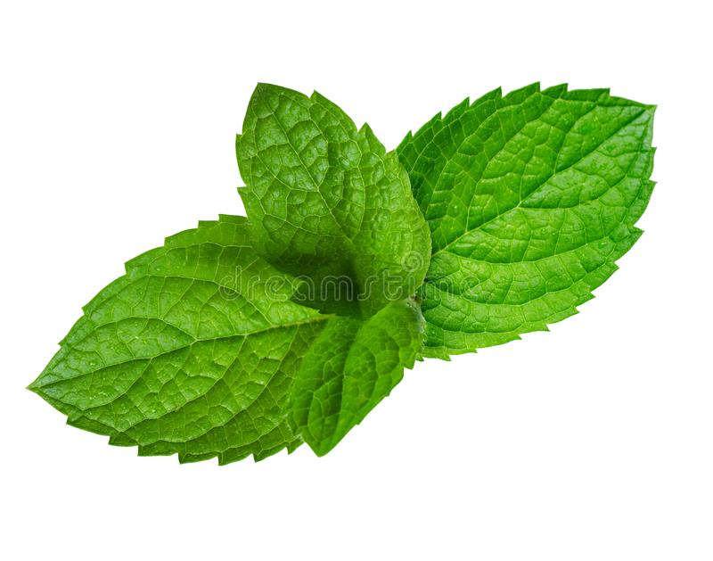 Detail Picture Of Peppermint Leaf Nomer 21