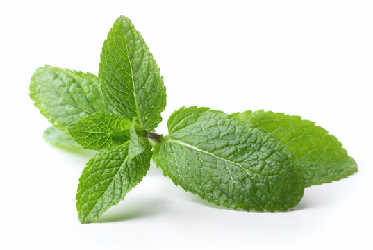 Detail Picture Of Peppermint Leaf Nomer 26