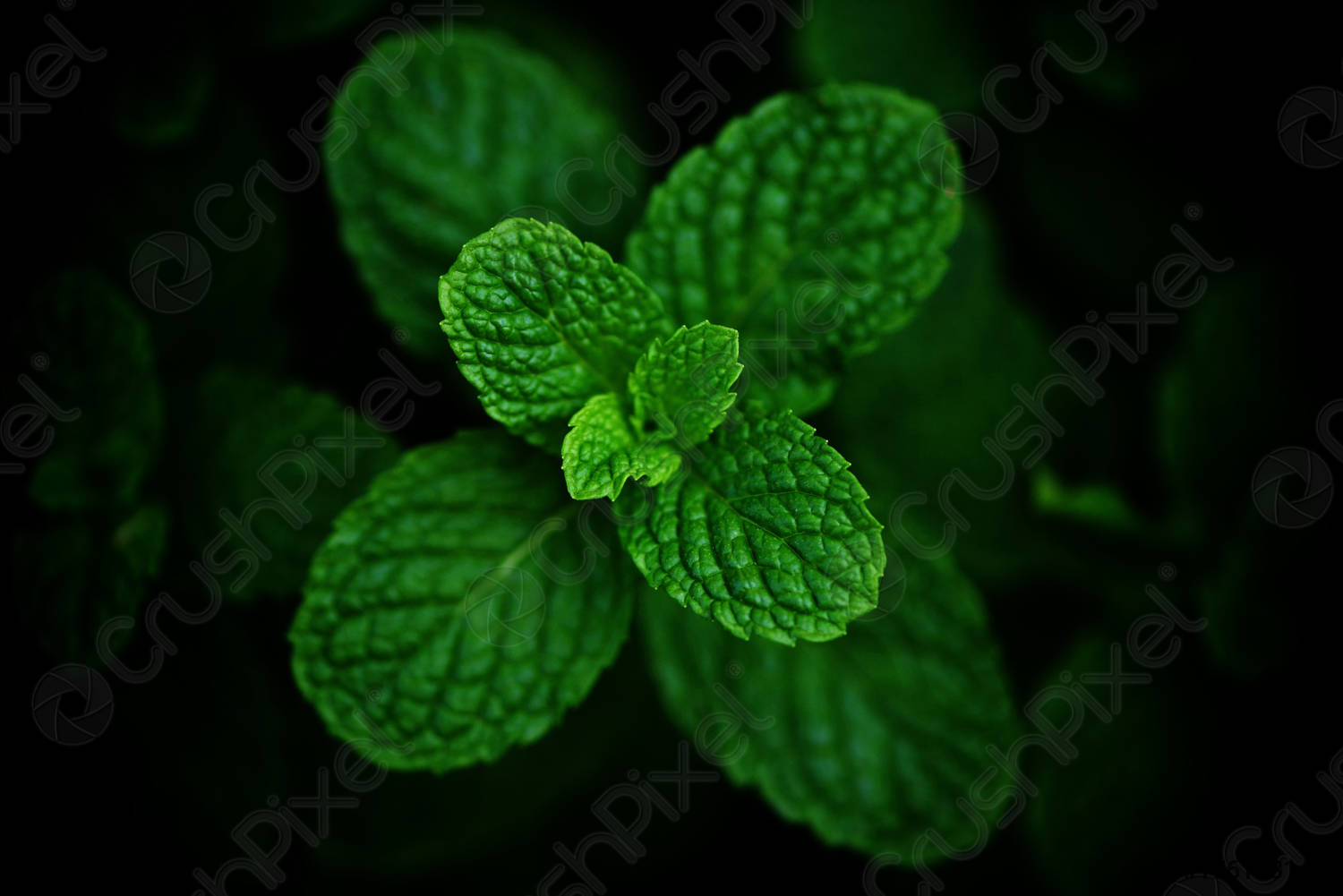 Detail Picture Of Peppermint Leaf Nomer 38
