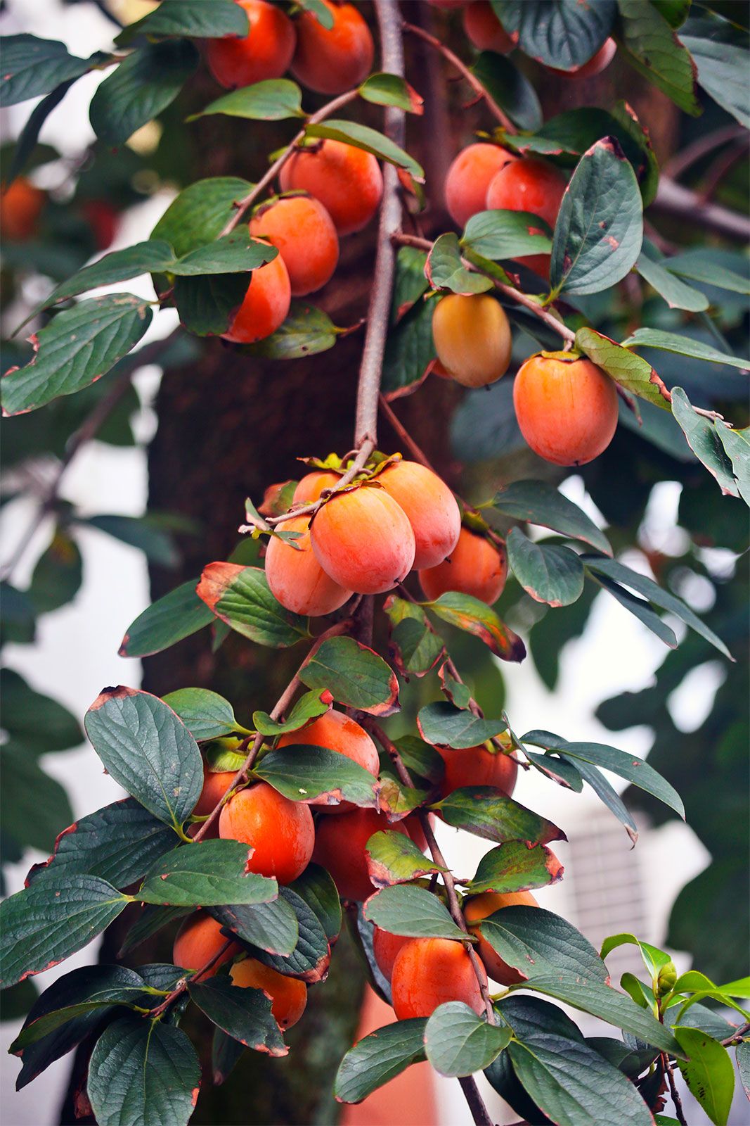 Detail Picture Of Persimmon Fruit Nomer 14