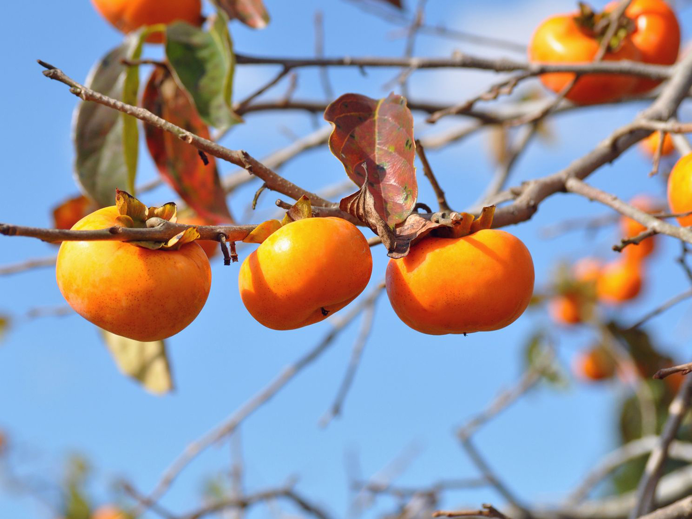 Detail Picture Of Persimmon Fruit Nomer 36