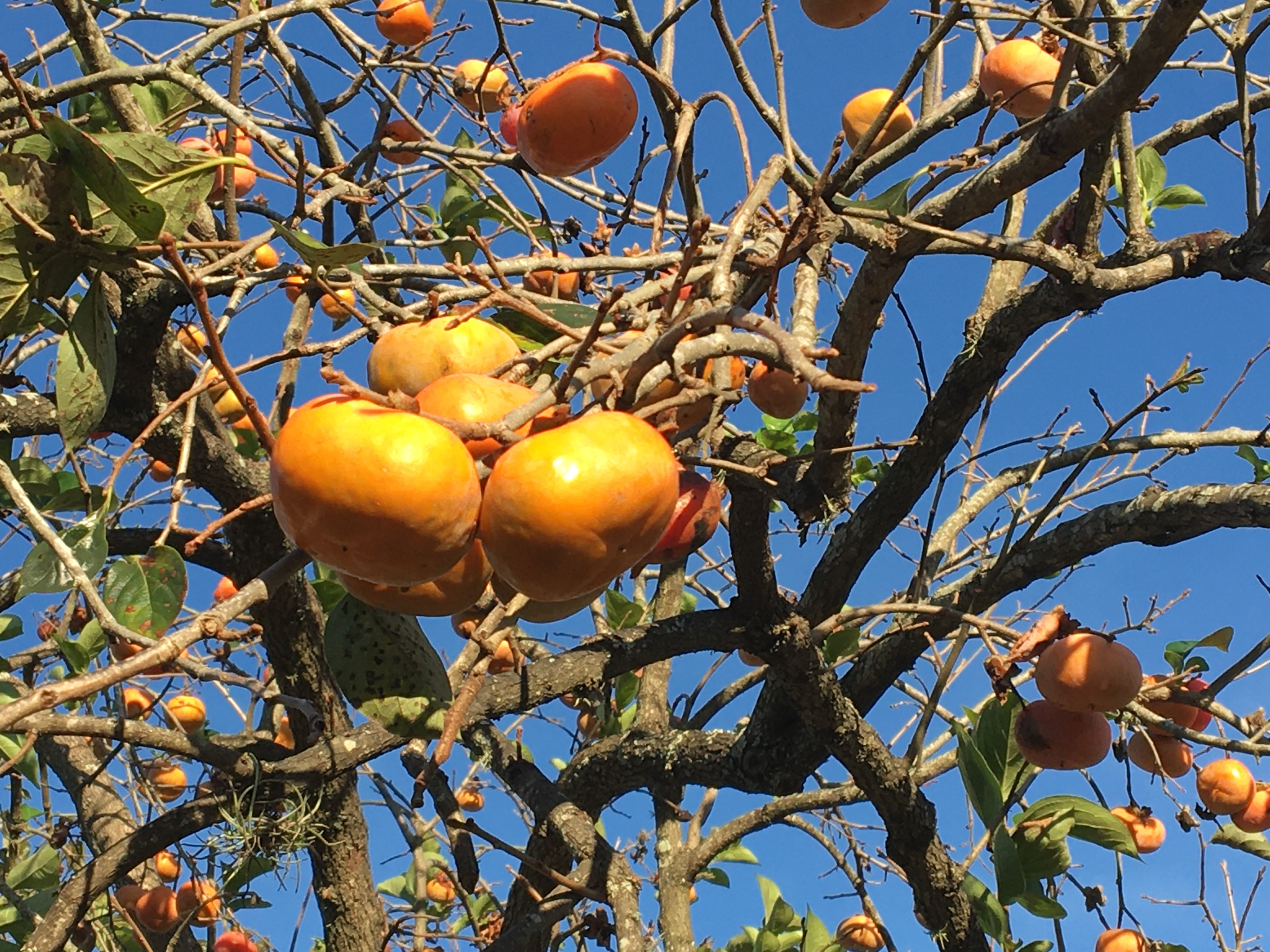 Detail Picture Of Persimmon Fruit Nomer 41