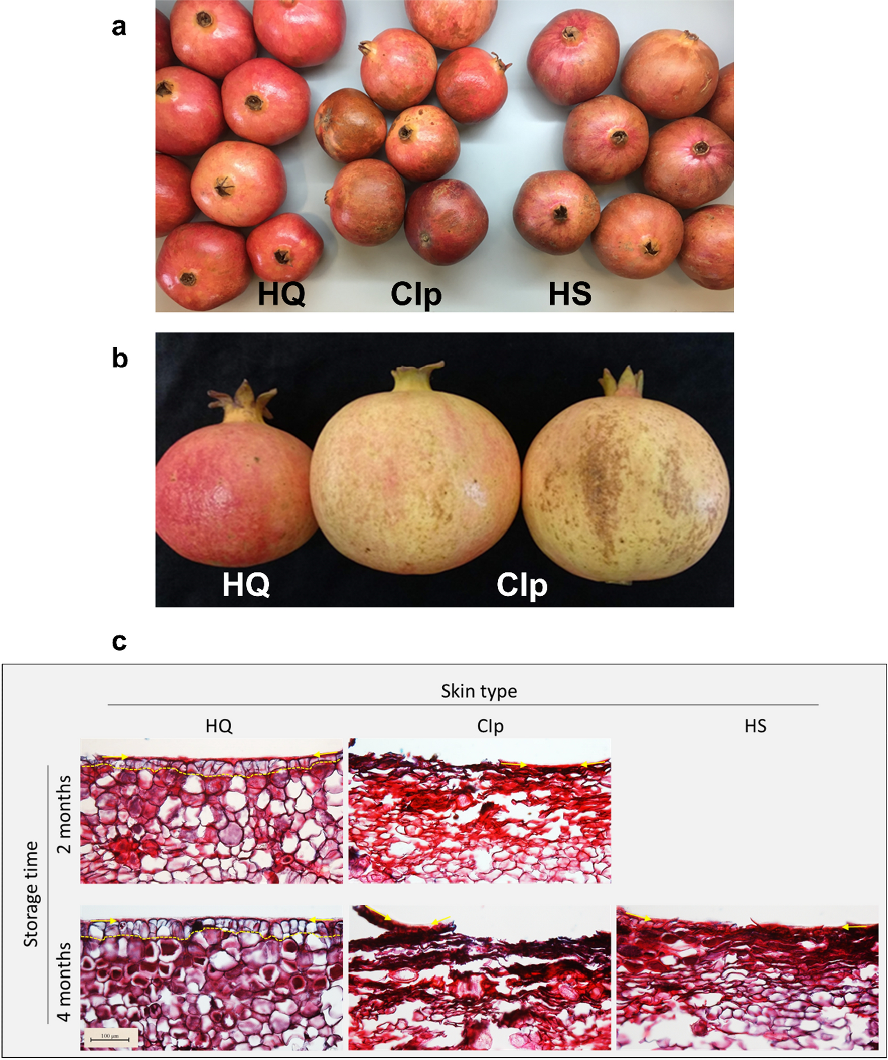 Detail Picture Of Pomegranate Fruit Nomer 27