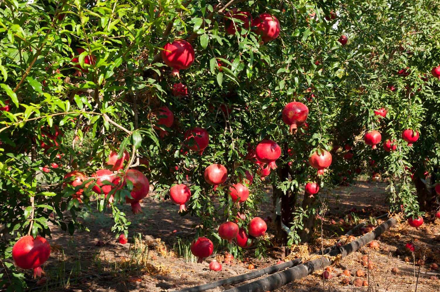 Detail Picture Of Pomegranate Fruit Nomer 35