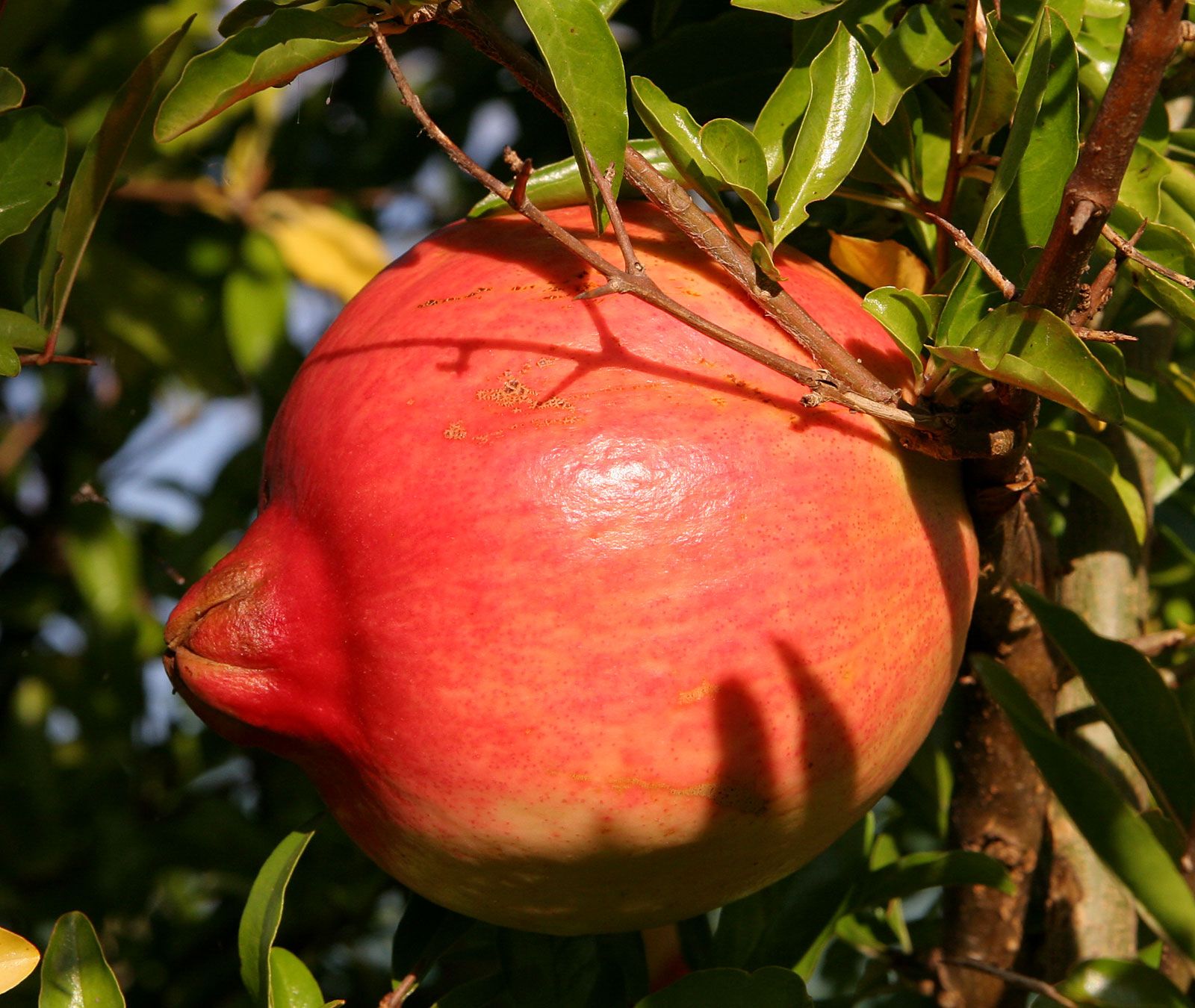 Detail Picture Of Pomegranate Fruit Nomer 45