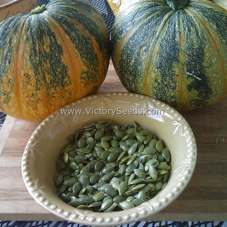 Detail Picture Of Pumpkin Seeds Nomer 44