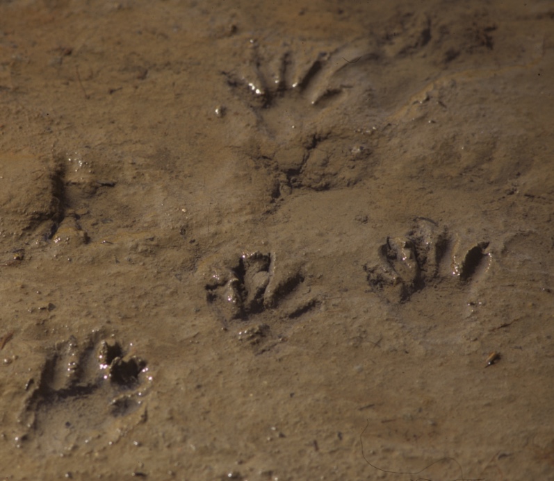 Detail Picture Of Raccoon Footprints Nomer 2