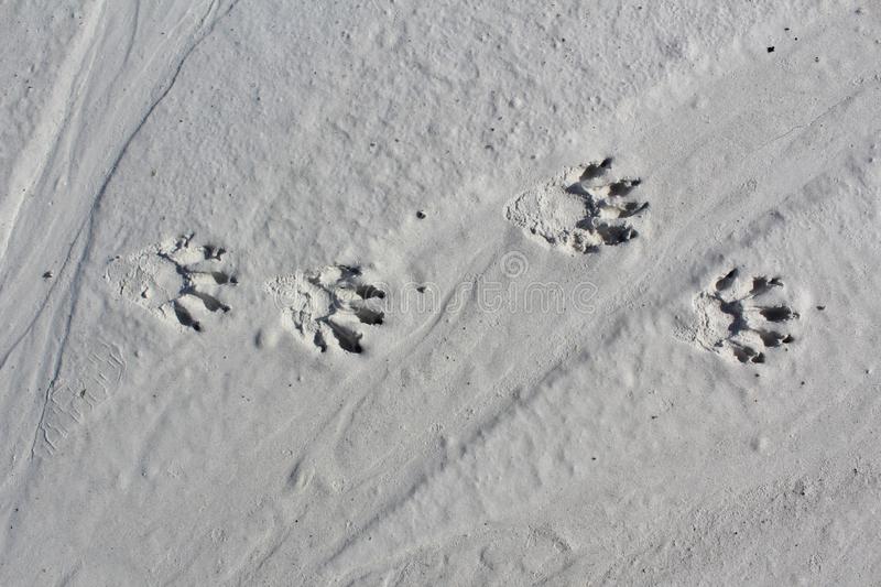 Detail Picture Of Raccoon Footprints Nomer 12