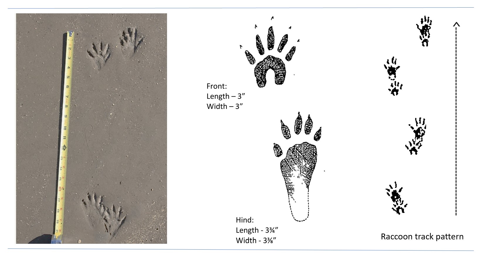 Detail Picture Of Raccoon Footprints Nomer 14