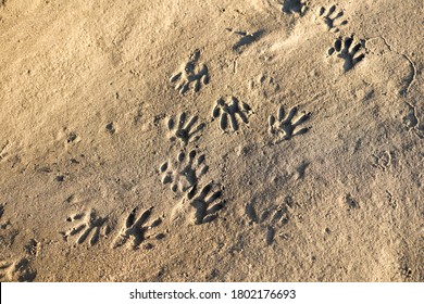 Detail Picture Of Raccoon Footprints Nomer 16