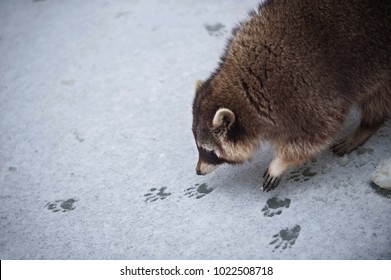 Detail Picture Of Raccoon Footprints Nomer 23