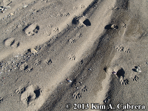 Detail Picture Of Raccoon Footprints Nomer 25