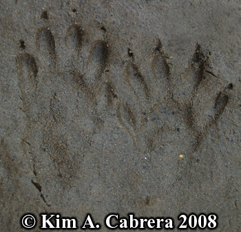 Detail Picture Of Raccoon Footprints Nomer 30