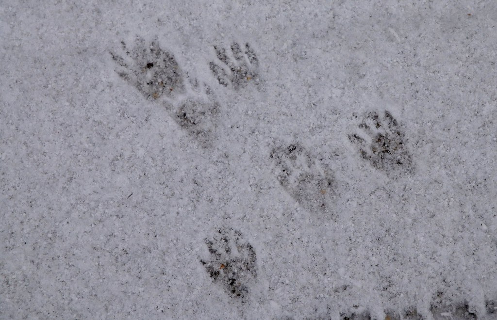 Detail Picture Of Raccoon Footprints Nomer 31