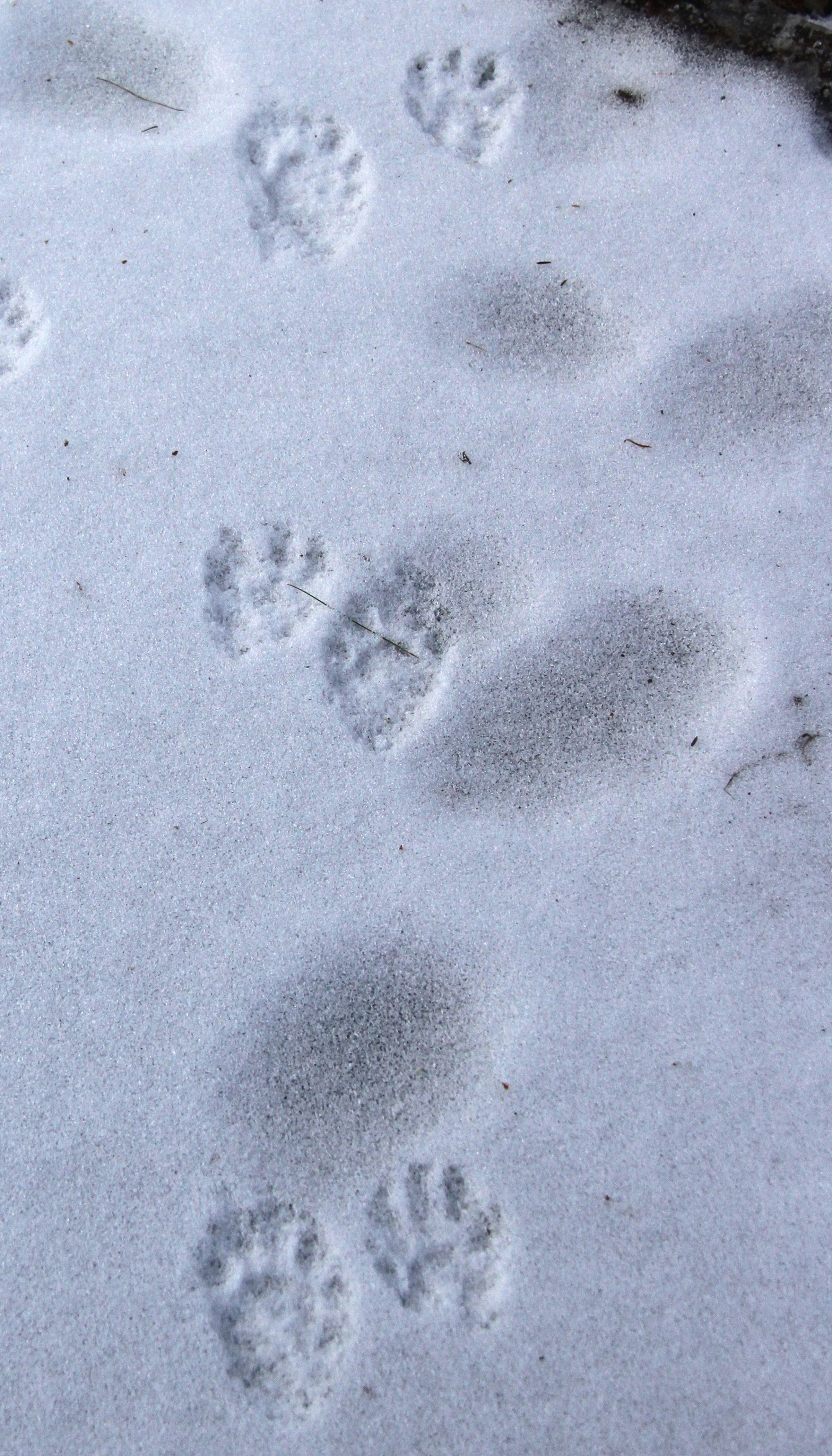 Detail Picture Of Raccoon Footprints Nomer 32