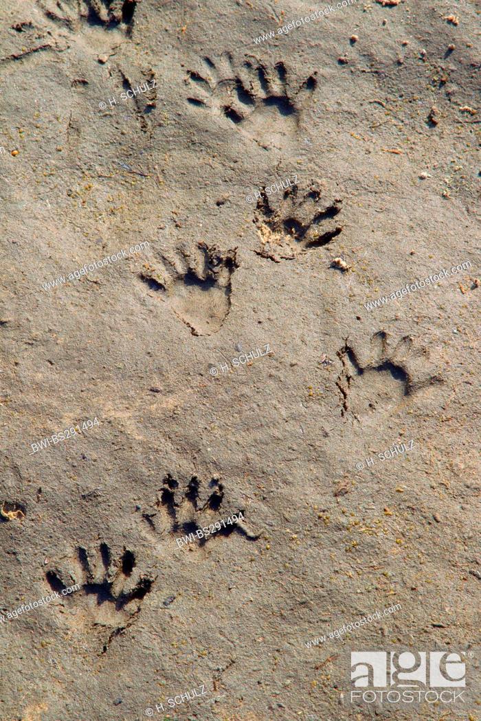 Detail Picture Of Raccoon Footprints Nomer 33