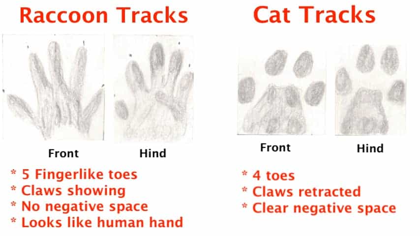 Detail Picture Of Raccoon Footprints Nomer 39