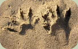 Detail Picture Of Raccoon Footprints Nomer 41