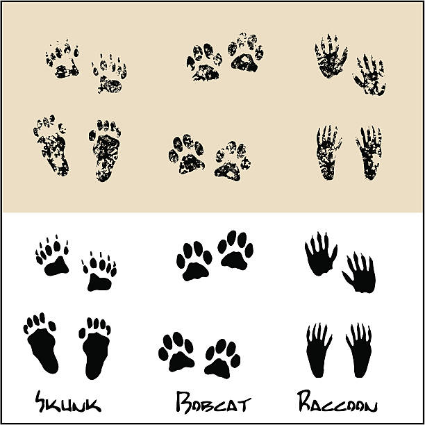 Detail Picture Of Raccoon Footprints Nomer 44